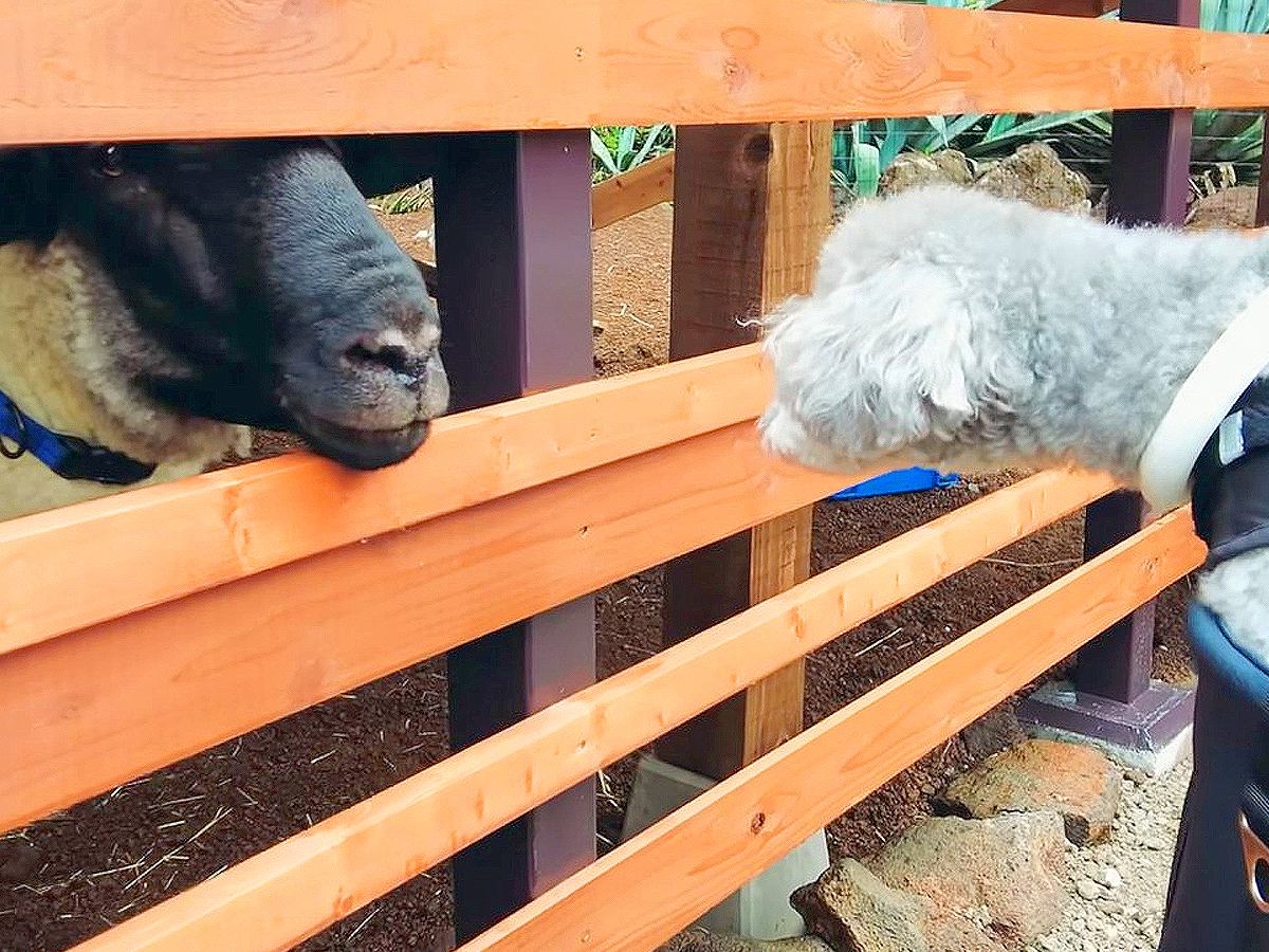 生まれて初めて『犬を動物園に連れて行った』結果…思った以上の『かわいい反応』が14万再生「表情豊か」「人の赤ちゃんに見えてきたｗ」と絶賛