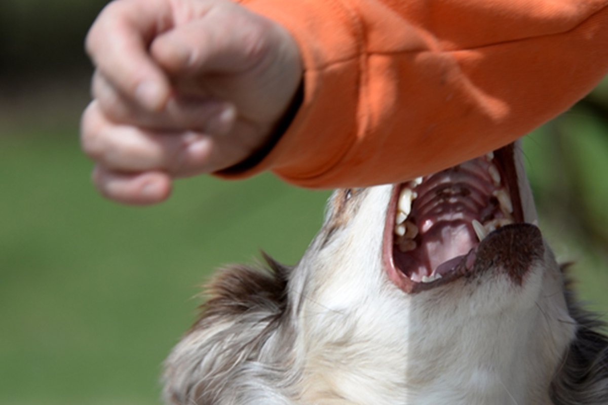 犬は突然凶暴化するのか？事前に出すサインに飼い主が気付いてあげて！