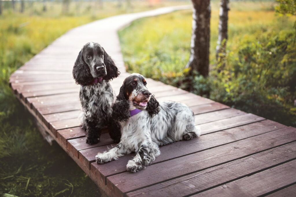 イングリッシュ・コッカー・スパニエル｜犬種の特徴と性格、飼い方や価格相場まで解説