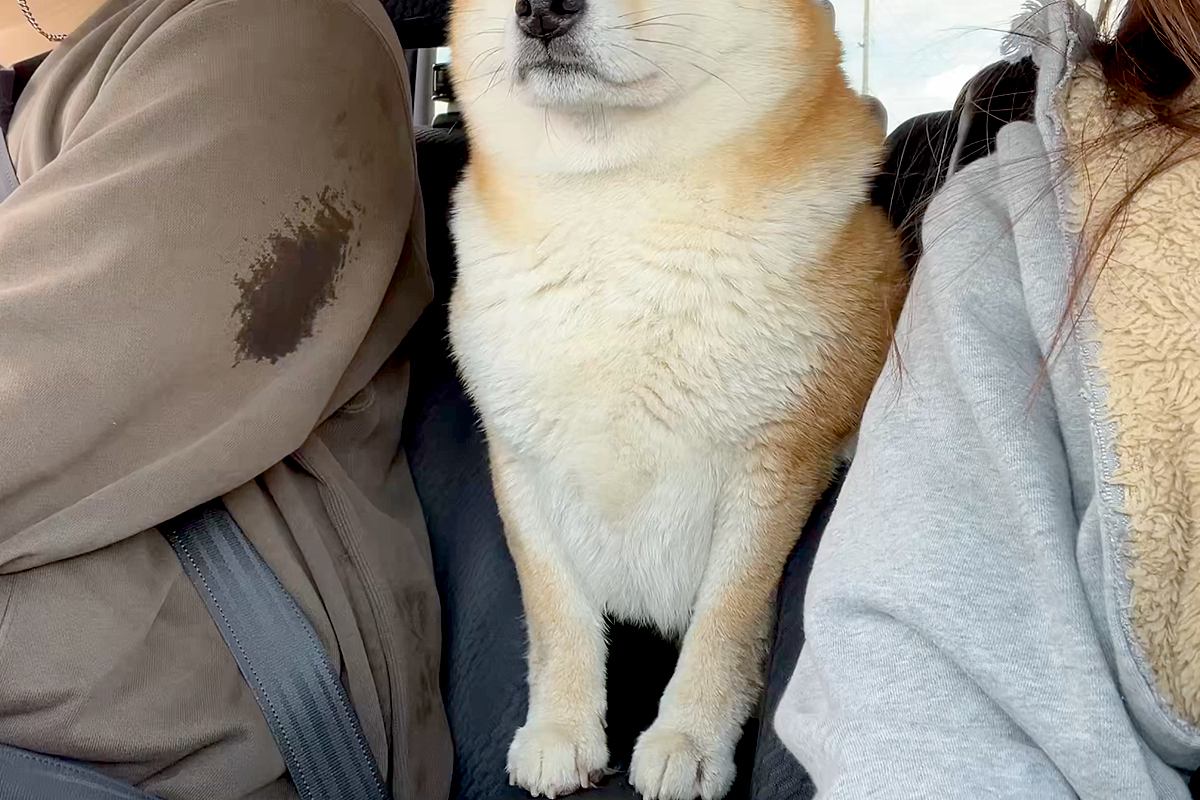 車の後部座席から運転席を覗く犬→戻ろうとしたら、お腹がつっかえてしまい…まさかのハプニングが23万いいね「反則級の可愛さ」「ジタバタｗ」