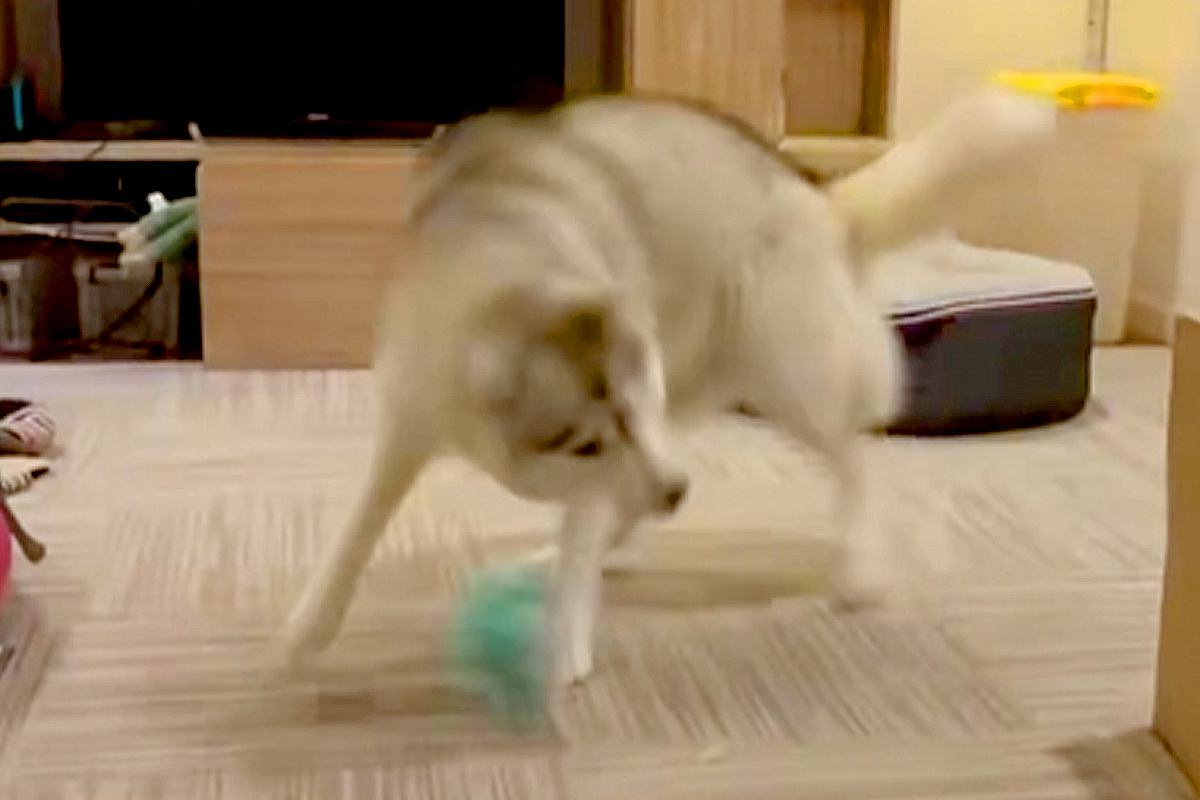 ハスキー犬にボールを投げたら→野球選手並みの『豪速球』で投げ返してくる光景が16万表示「トルネード投法ｗｗｗ」「コントロール良くて草」