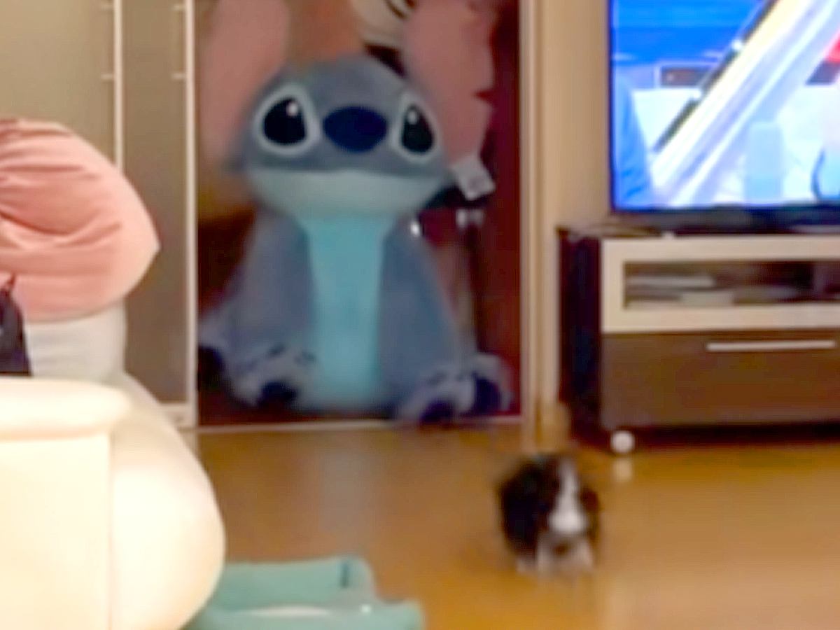 大きなぬいぐるみを買ったので、犬に見せた結果→喜ぶかと思ったら…予想と違いすぎる『まさかの反応』が223万再生「急ブレーキｗ」「可愛い」