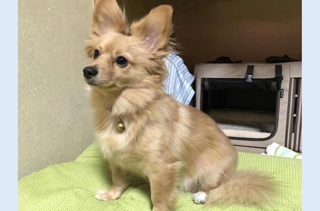 ポメックスってどんな犬？飼い方やしつけ・性格や見た目・注意点まで徹底解説