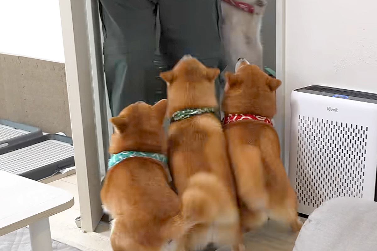 『お兄ちゃん、帰ってくるって』息子の帰省でソワソワする4匹の犬→ドアを開けた瞬間…想像を超える『再会の光景』が77万再生「なんて羨ましい」