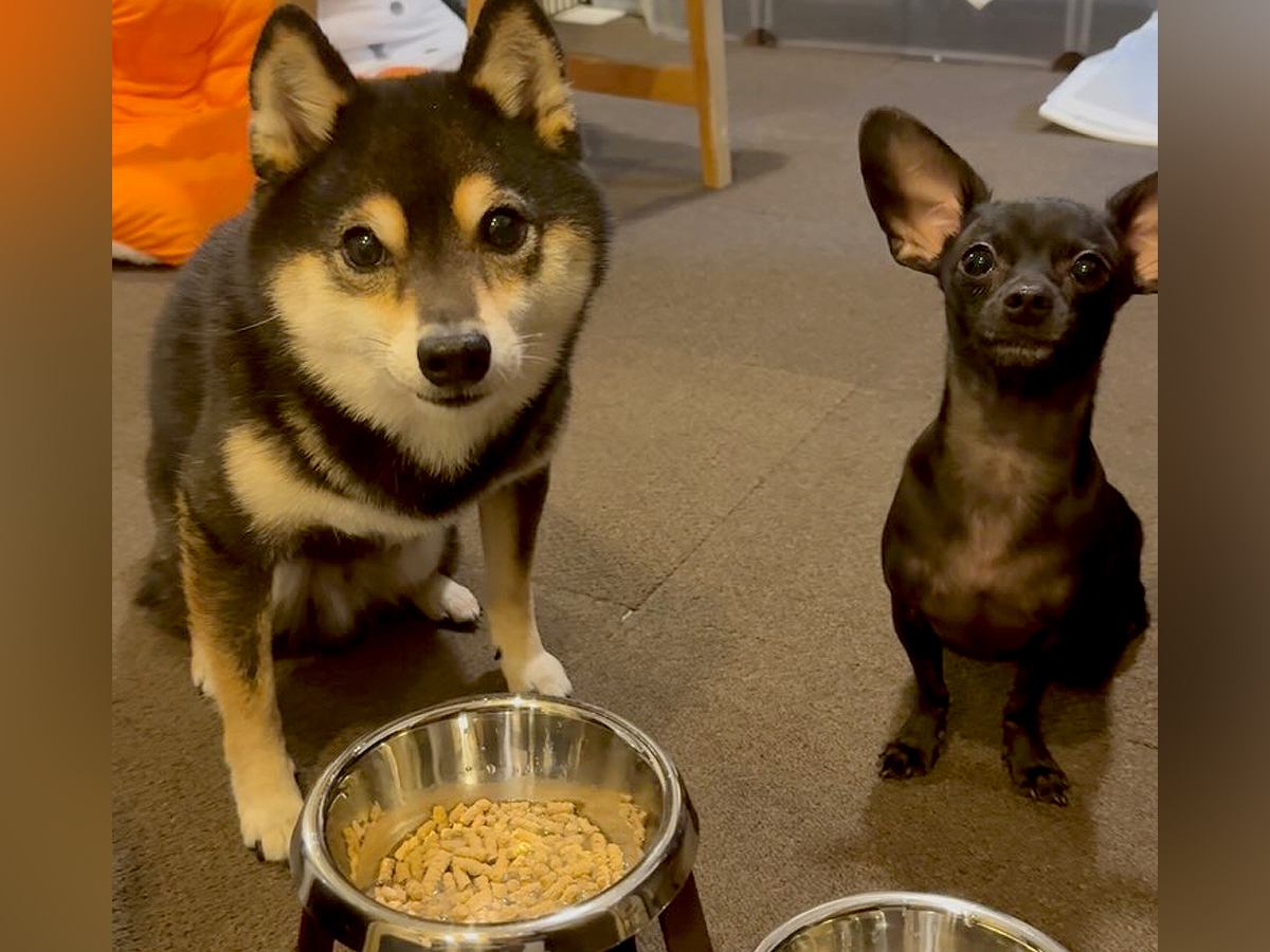 『ヨシ』の合図を待つ２匹の犬→フェイントで『ヨシから始まる名字』を言ってみた結果…まさかの『賢すぎる反応』に「可愛いｗ」「賢すぎ」の声
