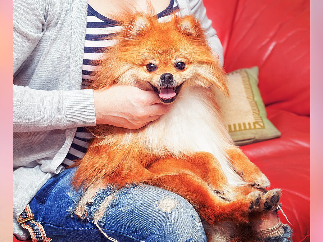 犬が膝（ひざ）に乗ってくる時の気持ち４つ