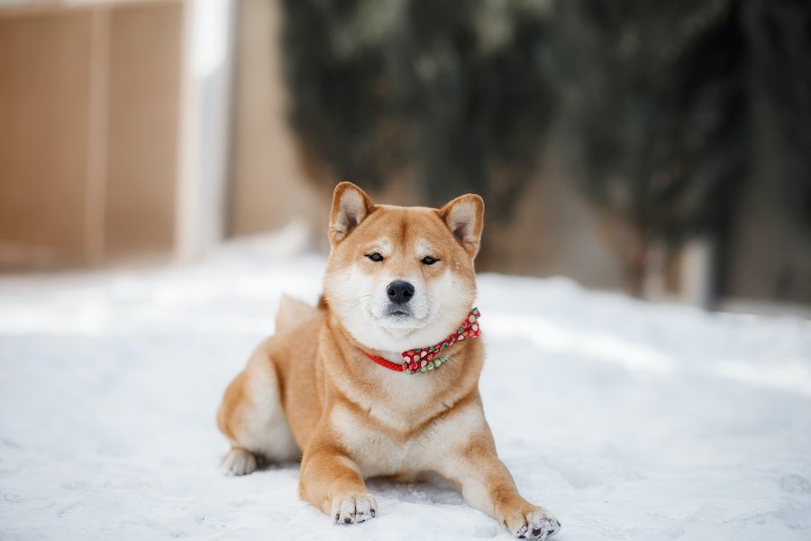 犬が冬に水を飲まなくなる理由とやるべき対策