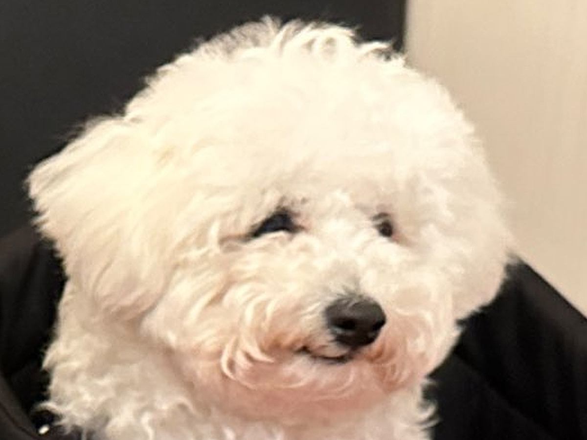 犬と一緒にレストランに行った結果→先に食べ終わってしまって…なんだか切ない『虚無すぎる光景』に5万いいね「気持ちはわかるｗｗ」と爆笑
