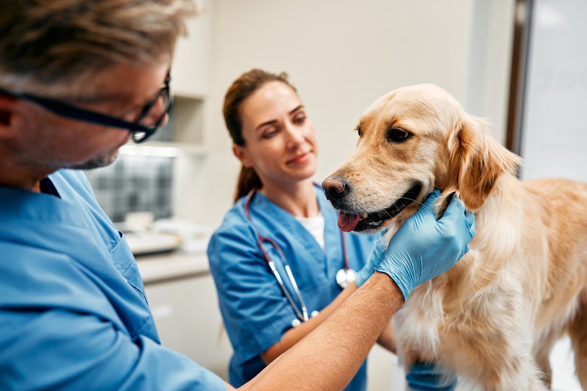 犬が病院へ行くことに気づいたときにみせるサイン5つ　不安感を軽減させるために飼い主にできることまで