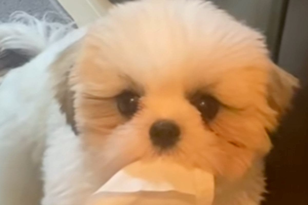 出かける準備をしていたら、犬が『何か』を持ってきて…とんでもなく尊い『気遣い』が47万再生「意味ないけど可愛い」「いらない？って顔ｗ」