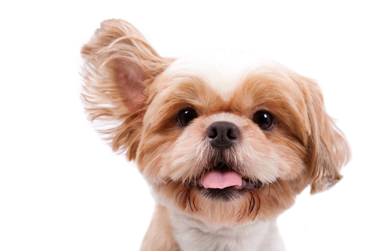 犬が反応してしまう『7つの音』とは　大好きな音から苦手な音までご紹介