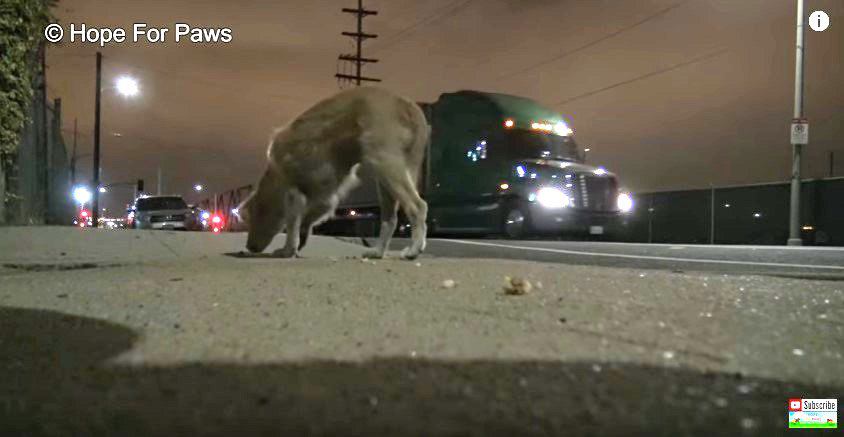 トラック行き交う幹線道路脇での野良犬保護。安全に捕獲できるのか？