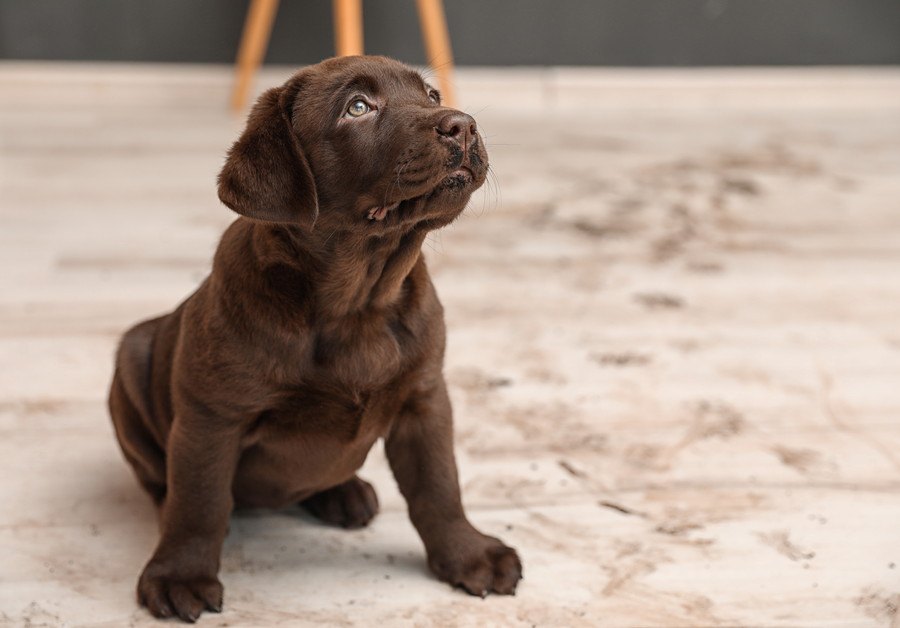 犬が叱られている時にしっぽを振る理由３選！反省してるの？伝わってない可能性は？