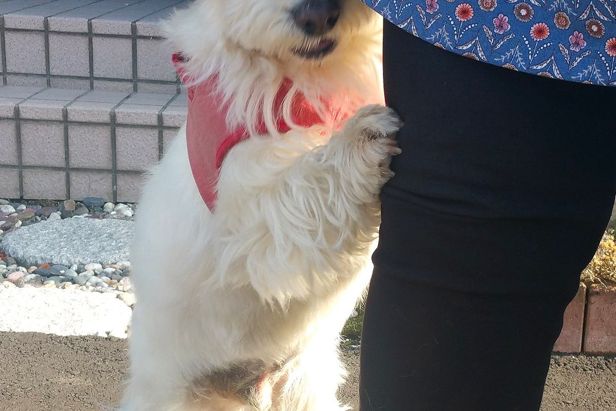 わかりやすく『人見知り』をする犬→まるで『人間の子どものような仕草』に2万いいね「チョッパーかな？ｗ」「可愛すぎる」隠された切ない理由も