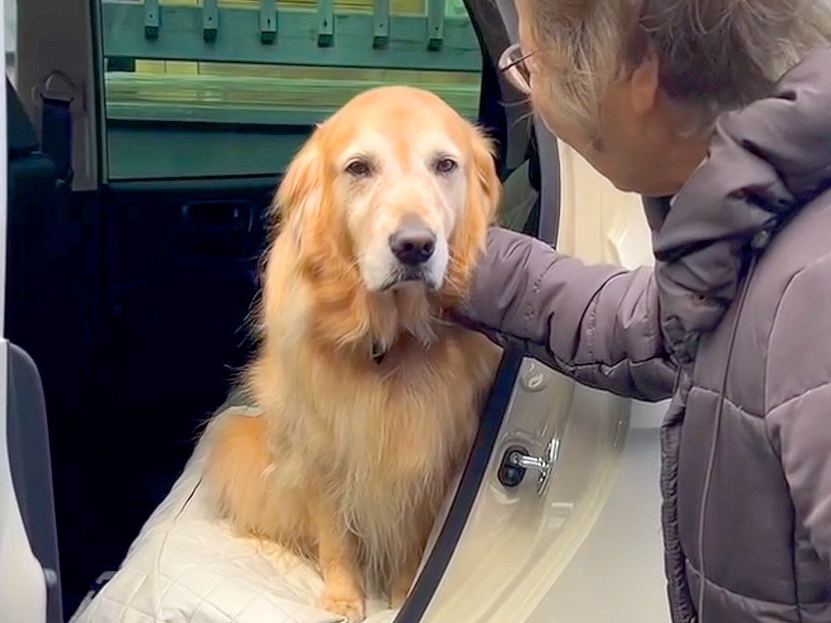 大型犬が『おばあちゃんの車』に乗った結果…絶対に降りたくないと拒否する姿が85万再生「頑固で可愛いｗ」「なんとも言えない表情」