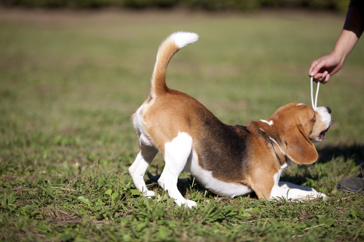 外出自粛中に犬を迎えることのリスク。日常が戻った後の生活を考慮しよう