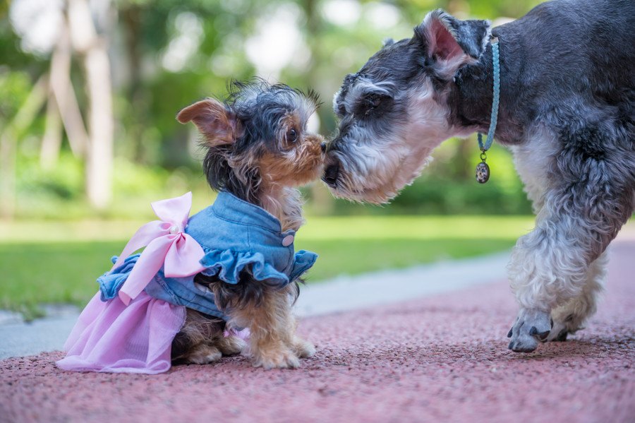 犬に洋服を着せるべき５つのシチュエーション