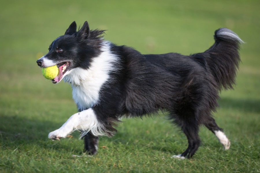 運動神経抜群な犬種３選