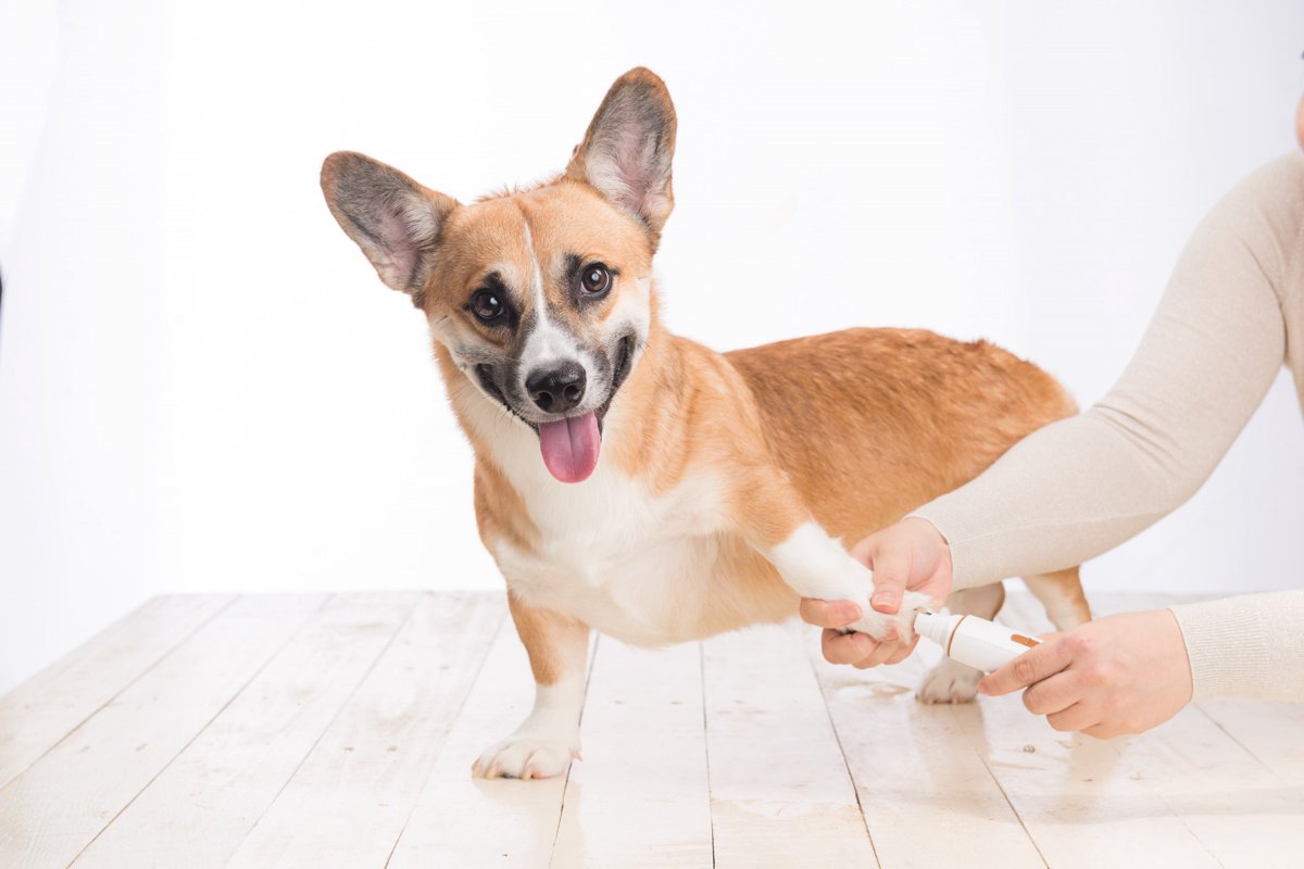 犬の爪やすりは電動が良い理由は？おすすめの商品についても