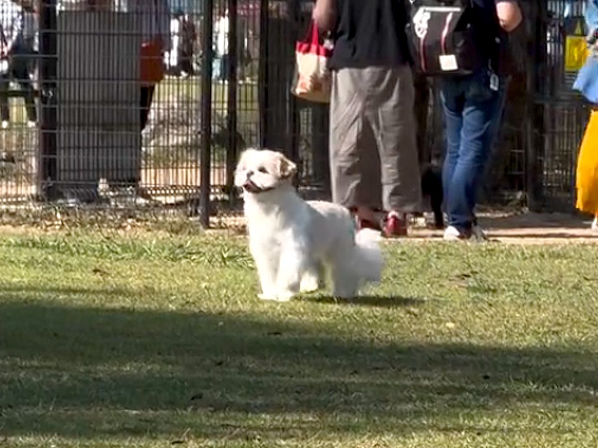 ドッグランで迷子になっている犬→名前を呼んでみた結果…気づいた瞬間の『愛おしい反応』が14万再生「不安なの伝わる」「笑顔がたまらん」