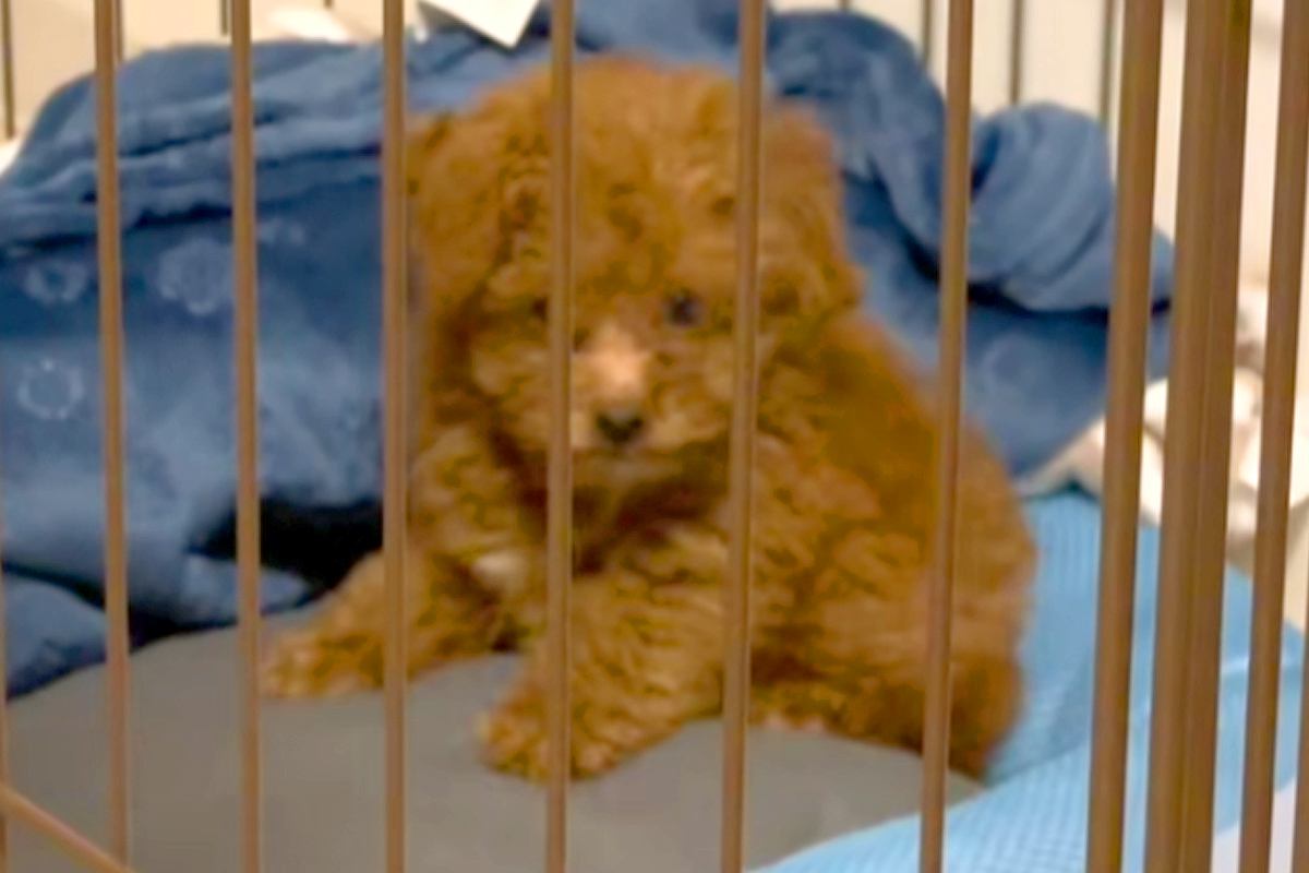 注射後、普段吠えない犬が激怒→心配になり病院へ連れて行ったら⋯『まさかの診断結果』に41万再生の反響「可愛すぎて笑った」「吹いたｗ」