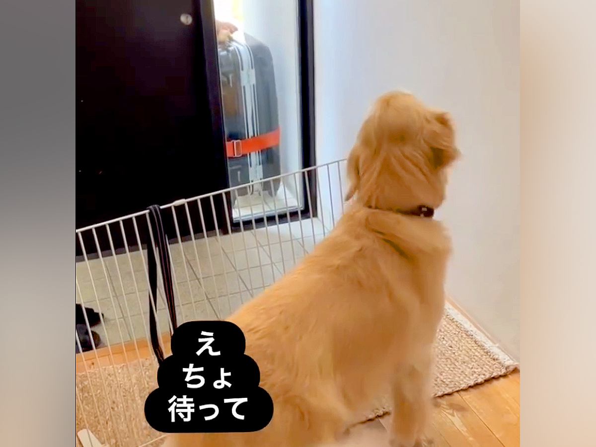 パパが出張に行って悲しむ大型犬→数日後、帰ってきた瞬間に…愛が強すぎる『おかえりなさいの仕方』が9万再生「感動した」「階段５往復ｗ」