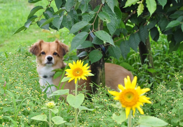 犬も死亡届が必要？記載内容と提出方法を解説