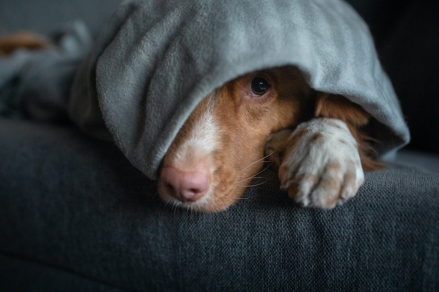 犬が地震前に見せる異常な行動４つ