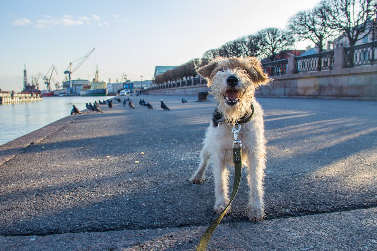 犬の散歩は毎回違う道にしたほうが良い？コースを変えるメリットとデメリット