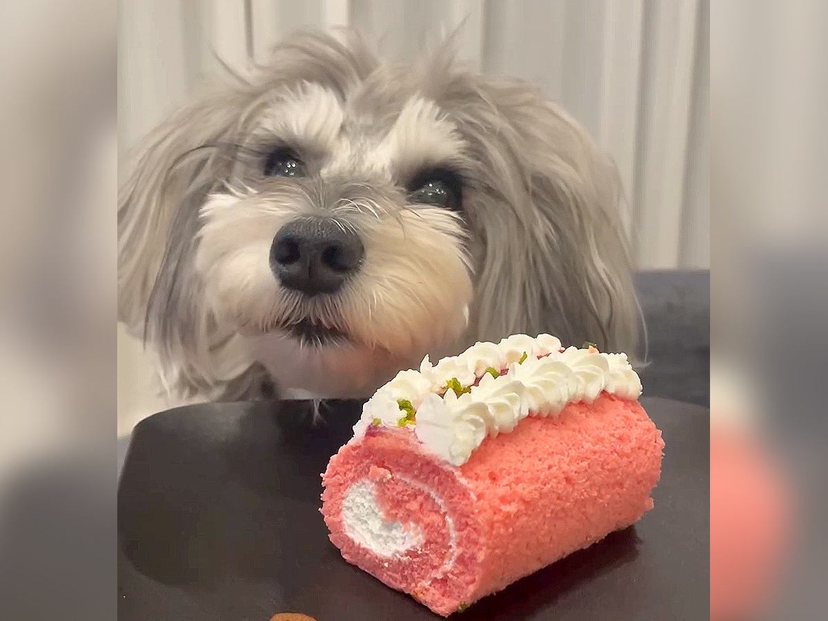 『なんか思ってたのと違う…』犬に誕生日ケーキを与えた結果…まさかの『豪快な食べっぷり』が話題に「目の色変わったｗ」「一瞬で草」の声