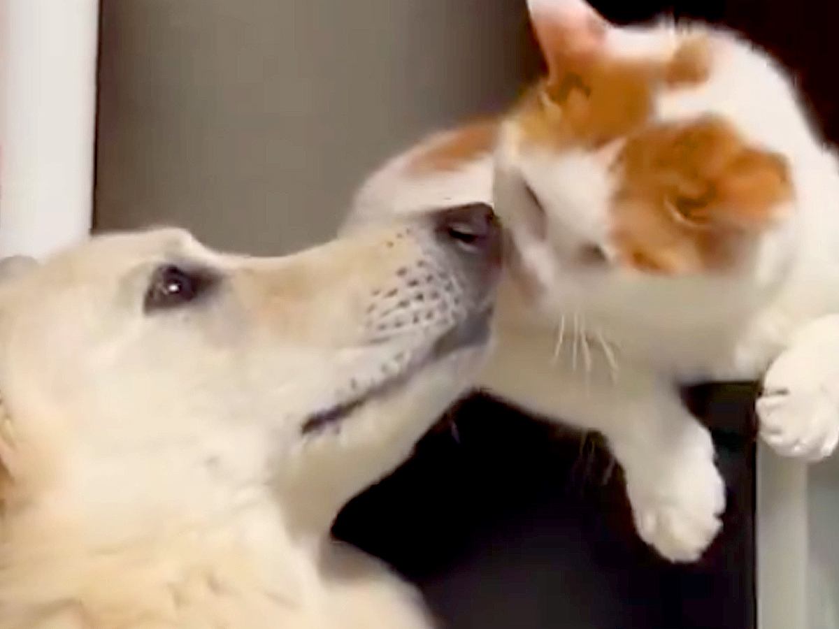 相思相愛な『大型犬と猫』→何気なく撮影したら…あまりにも尊い『デレデレなやり取り』が122万回表示の反響「なんて素敵な時間」「たまらん」