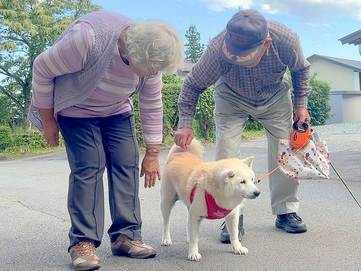 老犬が『おじいちゃんおばあちゃんとお散歩』していたら…まるで『桃太郎』のように仲間が集まる光景に18万再生の反響「平和すぎるｗ」の声