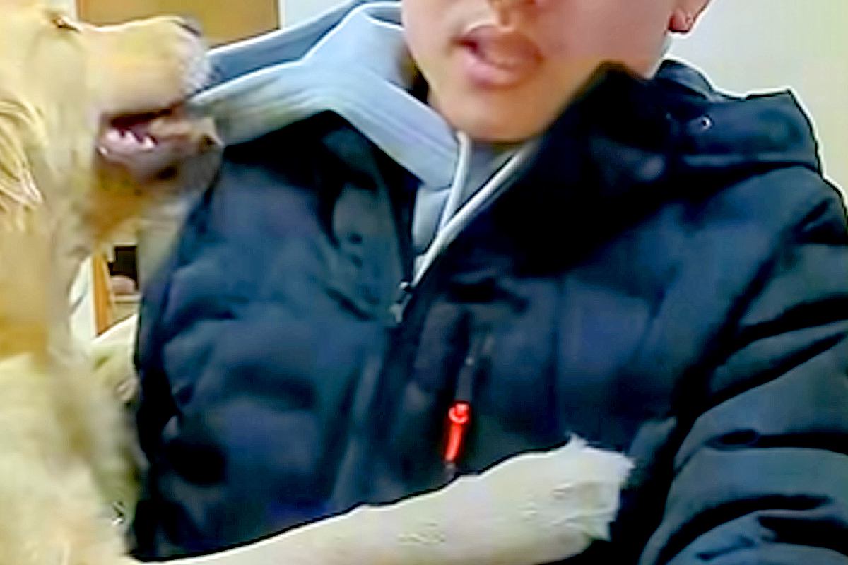 仕事の面接に来た男性→なぜか『大型犬』に好かれ過ぎて…まさかの『面接どころではない光景』が135万再生　アピールが止まらない姿にほっこり