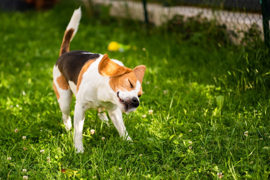 犬が体をブルブルする理由は？気持ちを読み解く方法と注意したい震えを詳しく解説