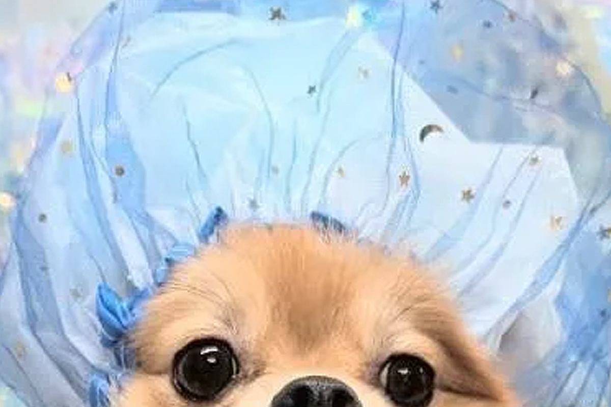 トリミング後に撮影してもらった犬→友人に見せると『オペ中の赤ちゃん』と言われ…納得せざるを得ない一枚に2万いいね「意味不明で草」「顔ｗ」