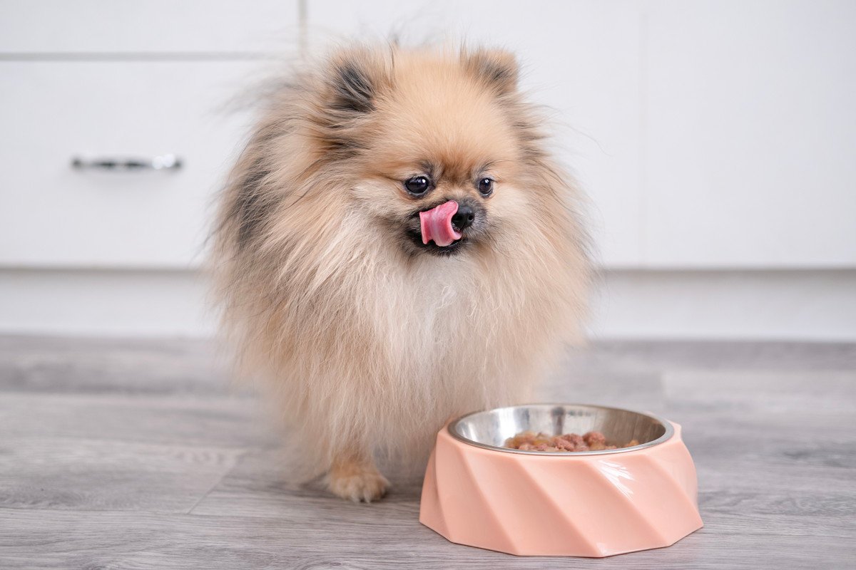 犬はどんな味を『美味しい』と感じるの？意外と知らない愛犬の味覚について解説