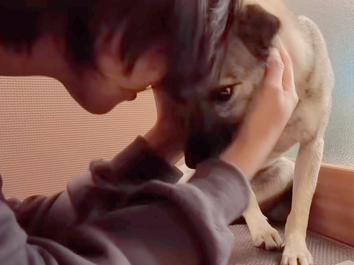 処分寸前だった『悲しい目をした元保護犬』を飼った結果…40日後→涙が止まらない『初めて抱っこされた瞬間』が563万再生「感動した」と反響