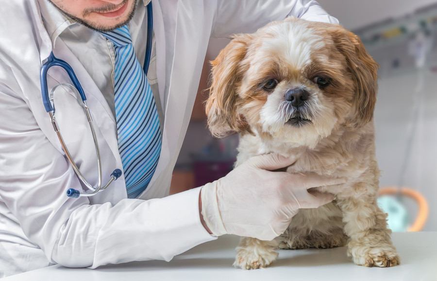 『お金がかかる犬』の特徴5選　何に費用がかかるの？定期的に発生する主な出費とは