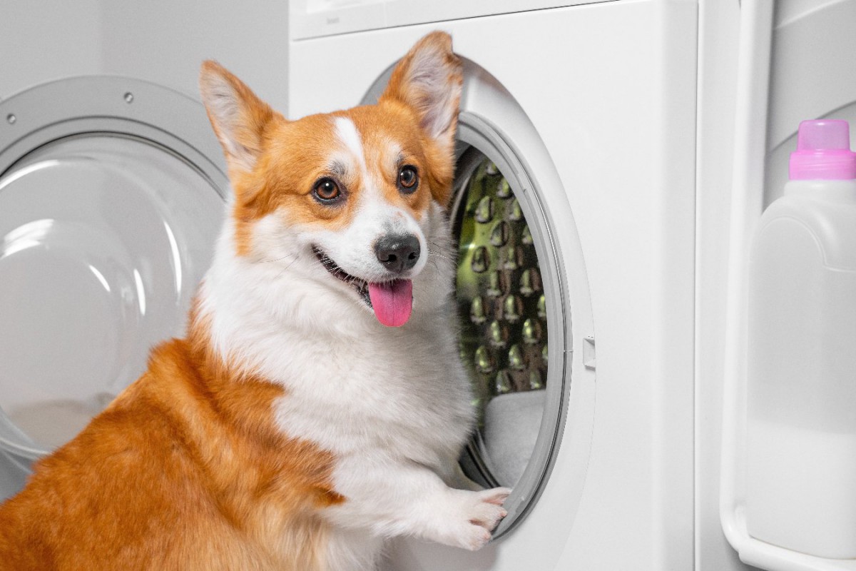 犬のベッドを洗濯する時の『ダメなやり方』4選！NGな理由と正しい洗い方とは？