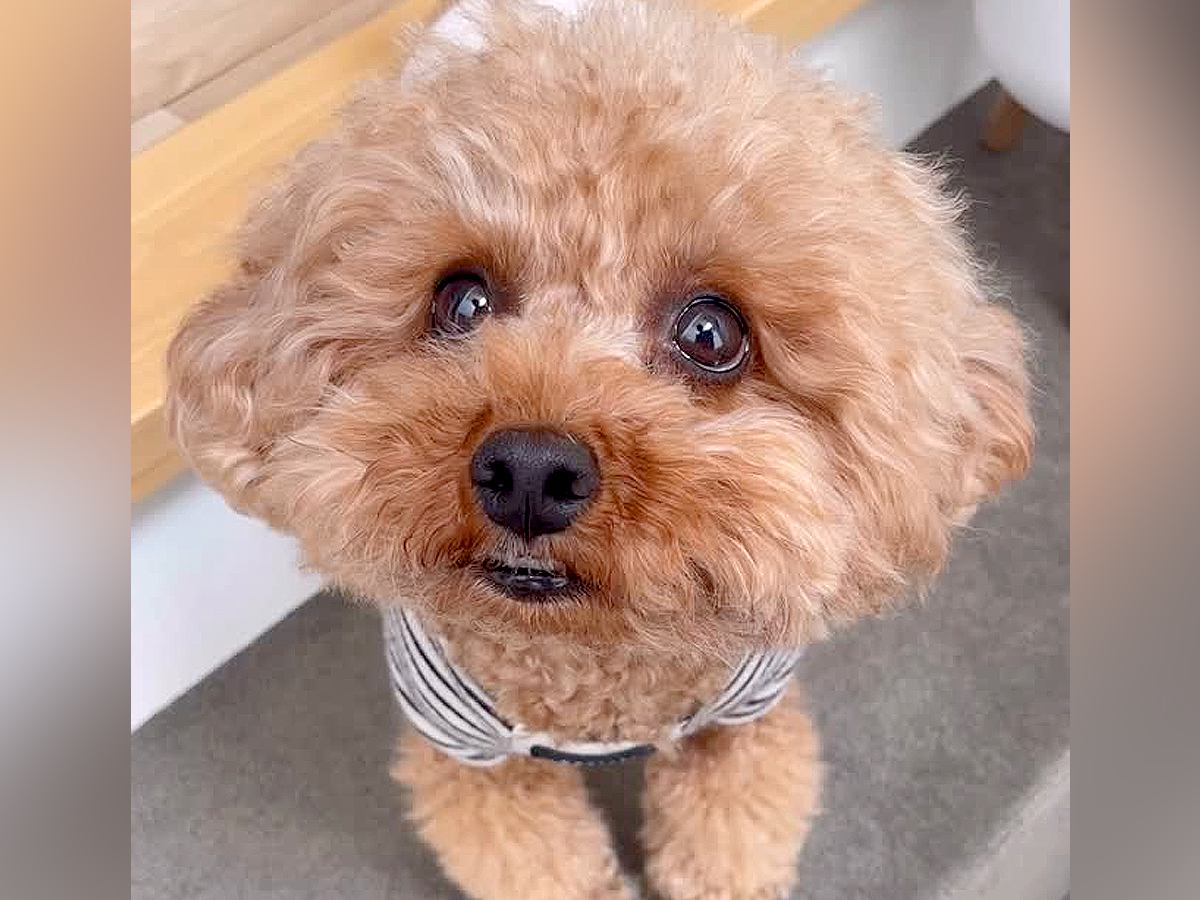 『お留守番はイヤ』と必死に訴える犬→ドッグランに連れて行ってあげたら…想定外の展開が9万再生「表情豊か」「戦場で草」「かわいいｗ」の声