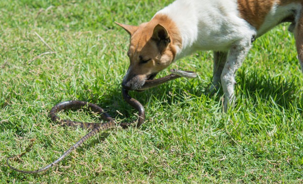 マムシに噛まれた犬はどうなる？症状や対処法、治療法について