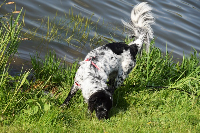 犬が他の犬のオシッコを嗅ぐ時間についての科学的考察