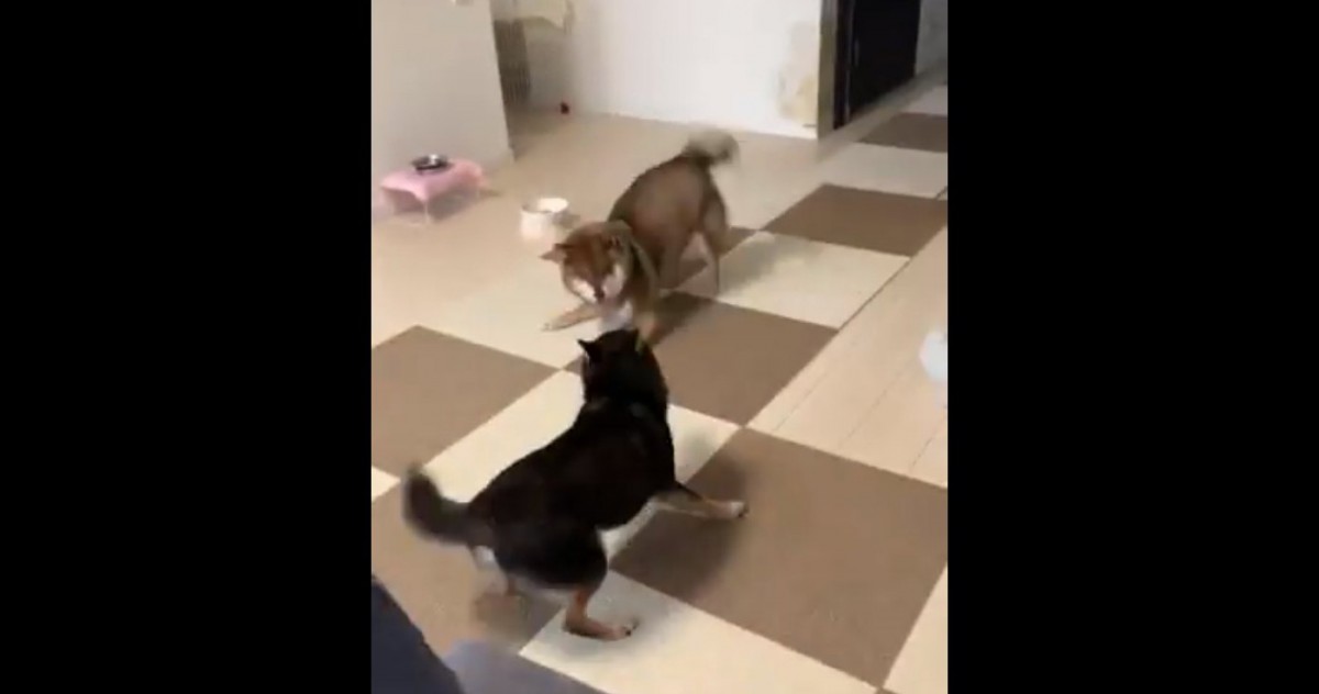 柴犬さんのダンスバトル？！絶対ぶつからないじゃれ合いっこが話題