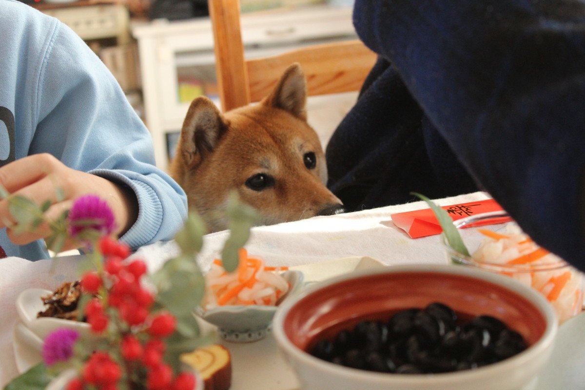 犬が食べると危険な『年末年始の食べ物』4選　絶対NGな理由や誤食を防ぐ方法まで