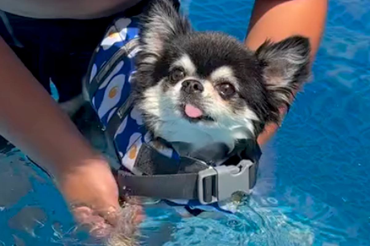 ライフジャケットを着てプールに入る犬→『泳ぐかな』と思ったら…ワンコとは思えない『まさかの光景』が73万再生「か、かわいい」「浮いてて草」