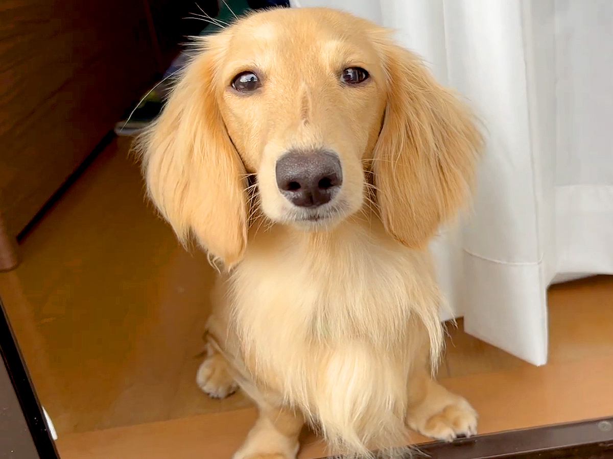 家の中なのに…何が何でも飼い主のそばにいたい犬→大好きが伝わる『愛おしすぎる行動』に反響「忠犬の鏡」「可愛いひっつき虫」「幸せいっぱい」