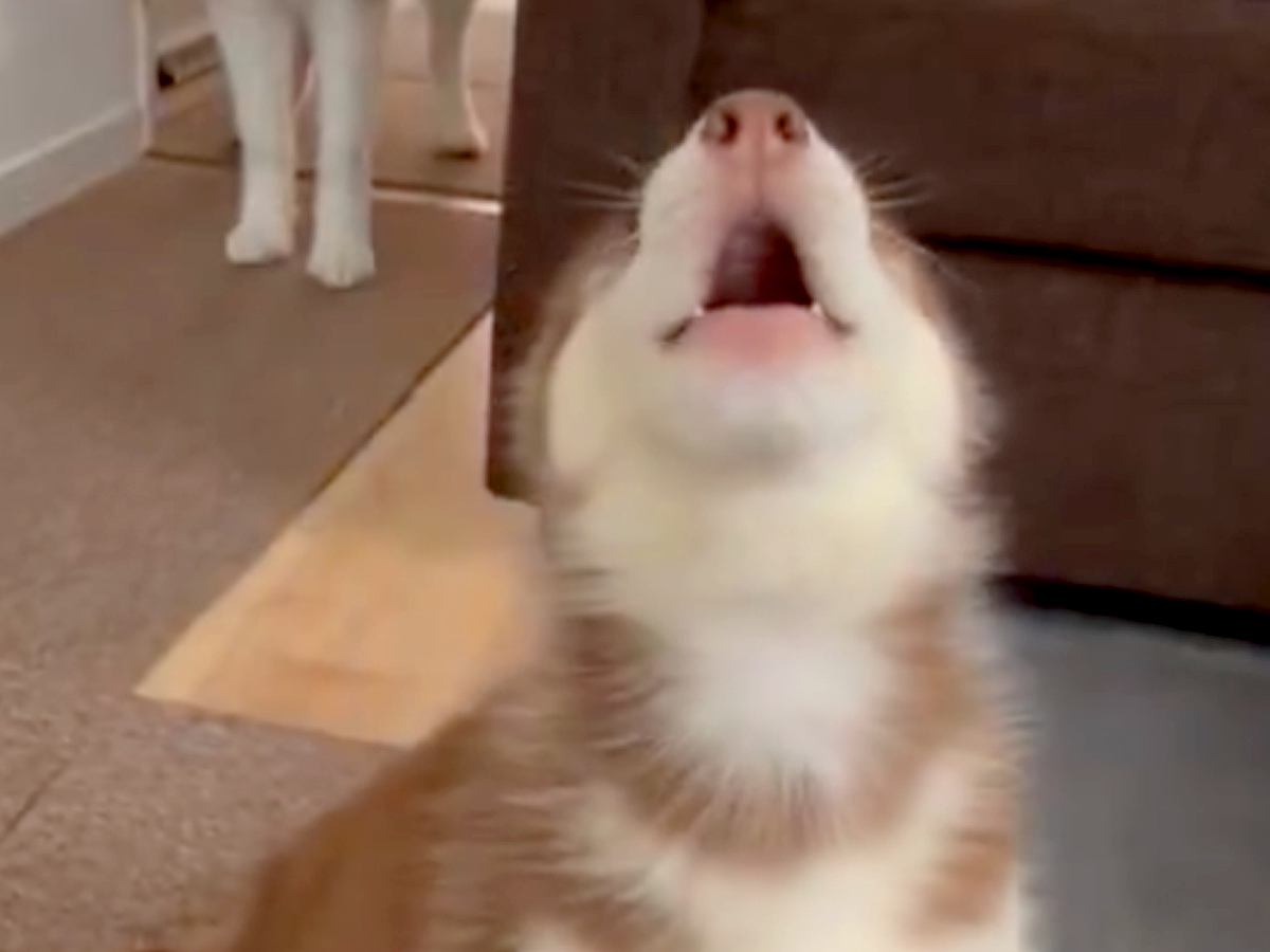 『全部お姉ちゃんの真似をしたい！』大型犬の遠吠えが始まると、赤ちゃん犬が…愛おしすぎる光景に1万1000いいねの反響「可愛すぎるｗｗ」