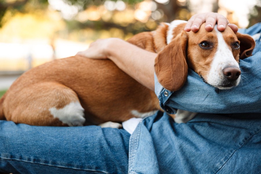 犬を抱っこしてもすぐに離れようとする心理５選