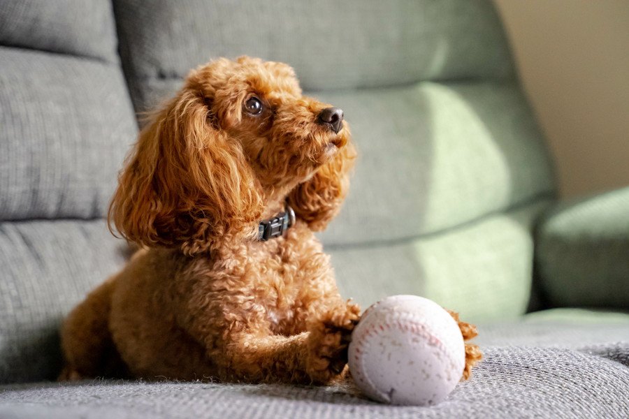 犬が飼い主に『おねだり』をしている時にする行動や態度6選