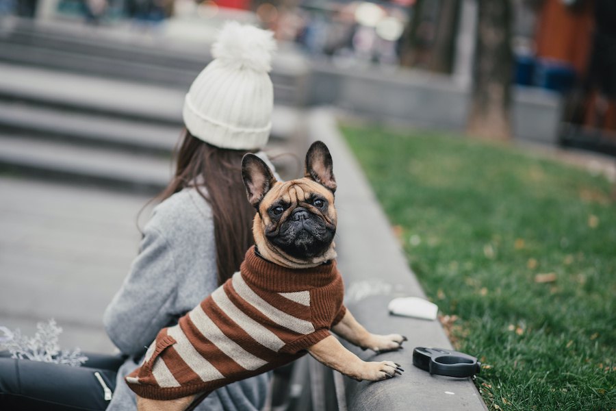 冬に犬の散歩をする時に注意すべき4つのポイント